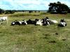 Kor på Gotland